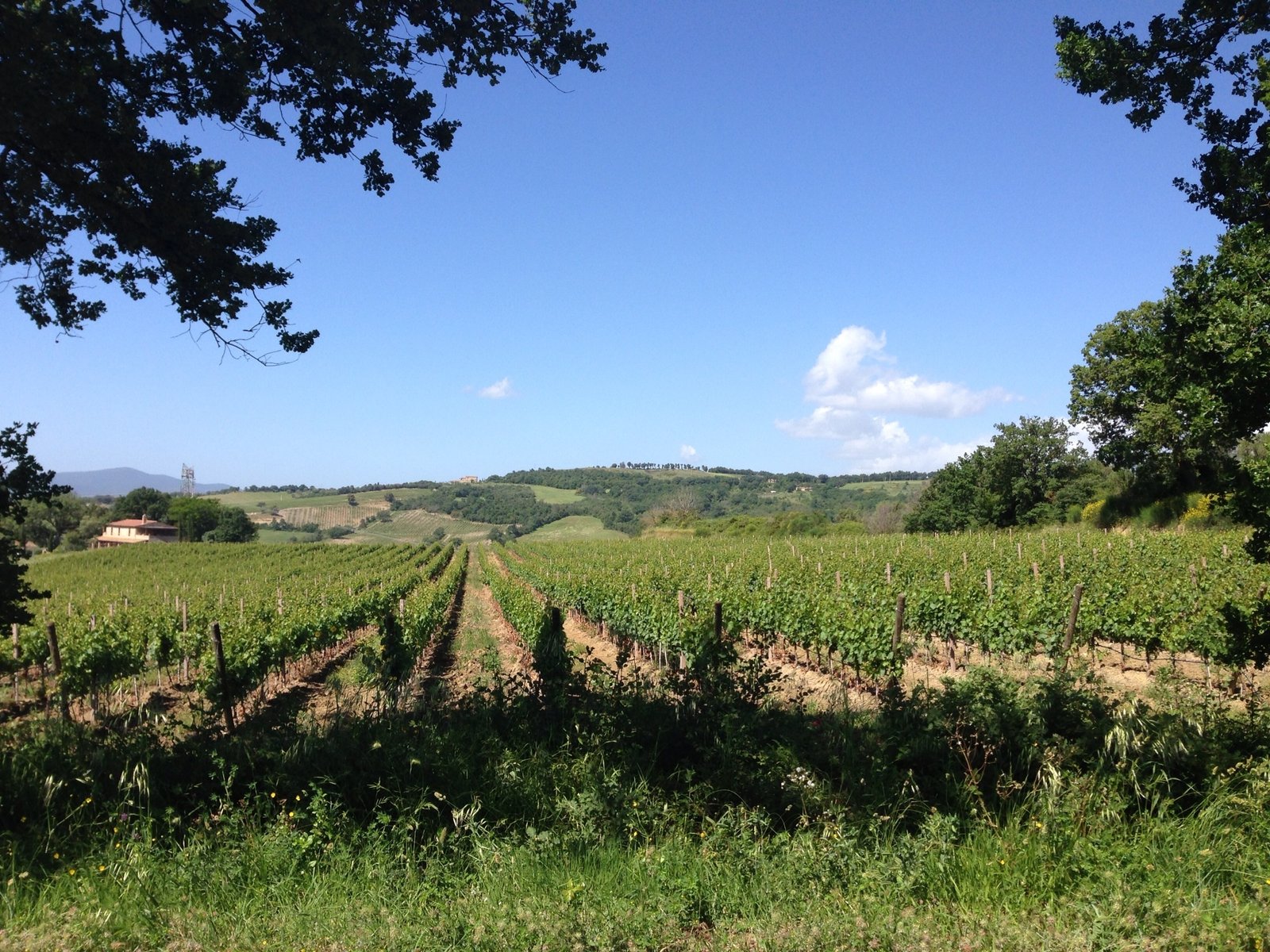 Vineyards around the village. 