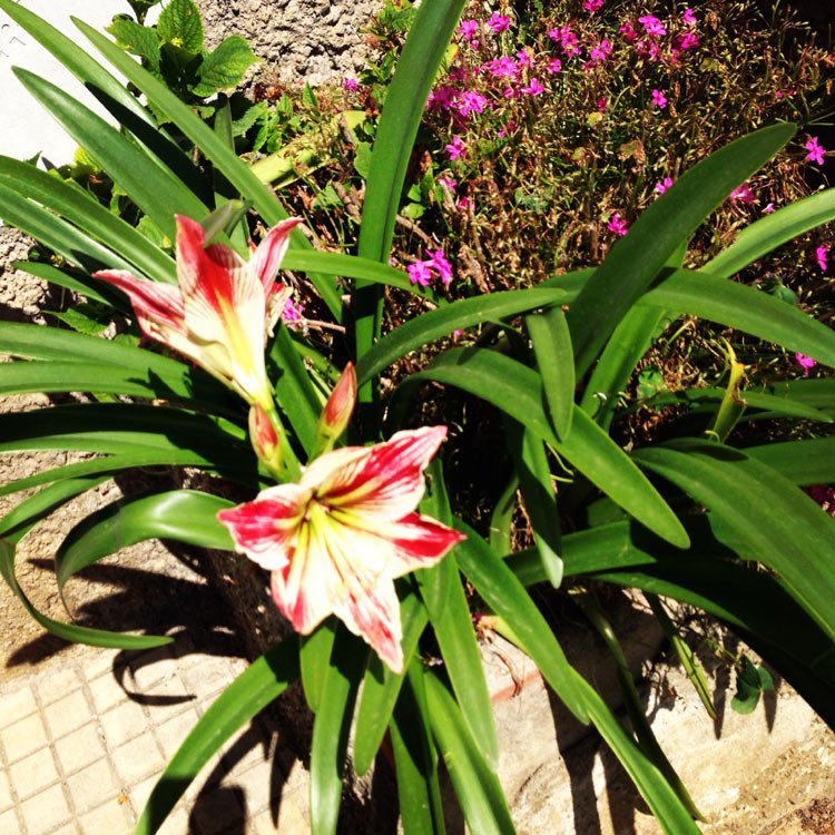 my grandmother Ilva's lilies