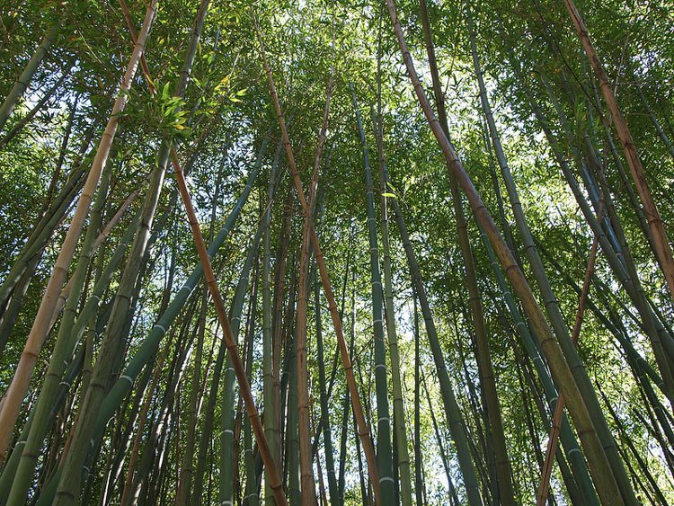 botanic garden Pisa