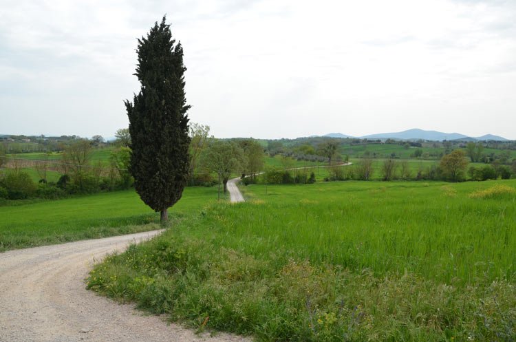 Wheat in Tuscany