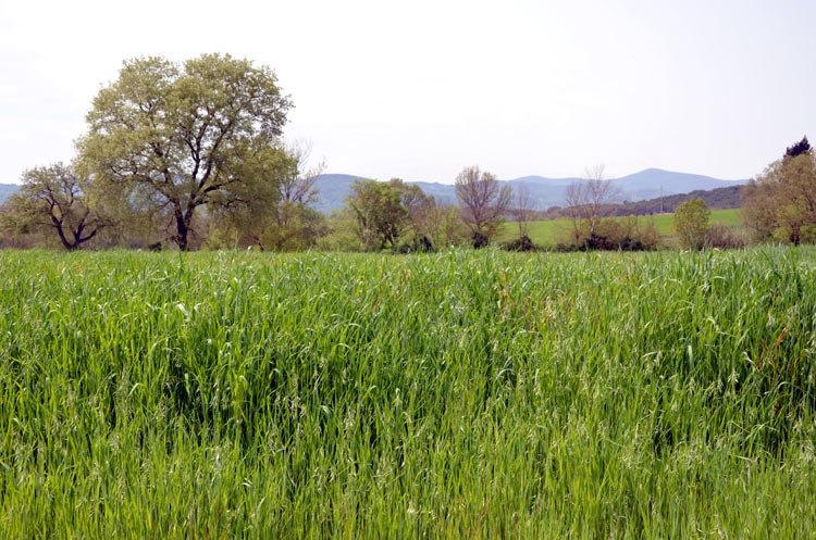 Wheat in Tuscany