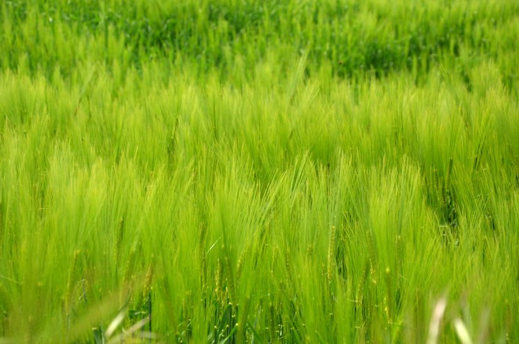 Wheat in Tuscany