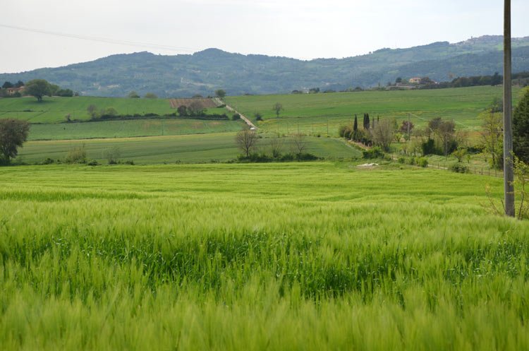 Wheat in Tuscany