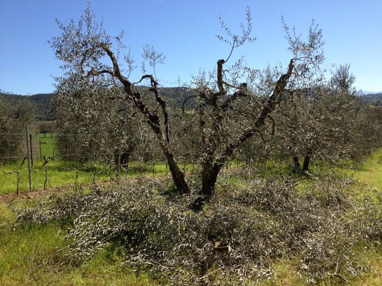 Spring in Tuscany