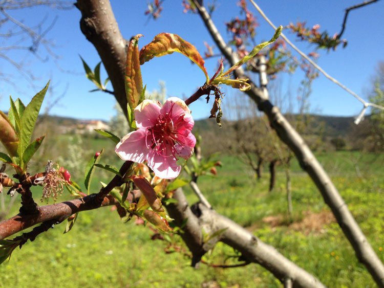 Spring in Tuscany