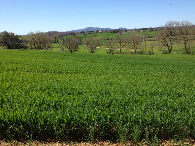 Spring in Tuscany