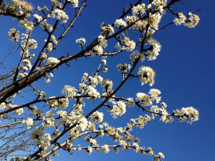 Spring in Tuscany