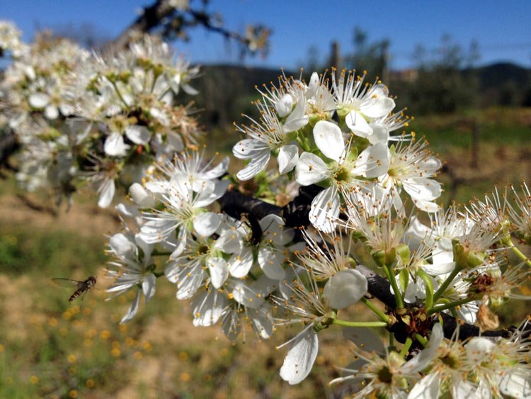 Spring in Tuscany