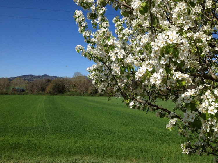 Spring in Tuscany