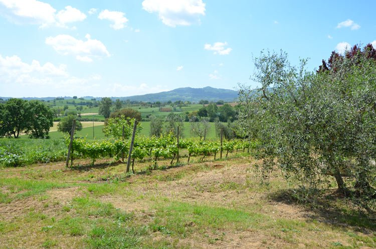Countryside of Tuscany in May