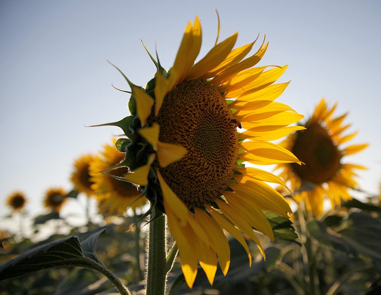 Sunflowers Tuscany