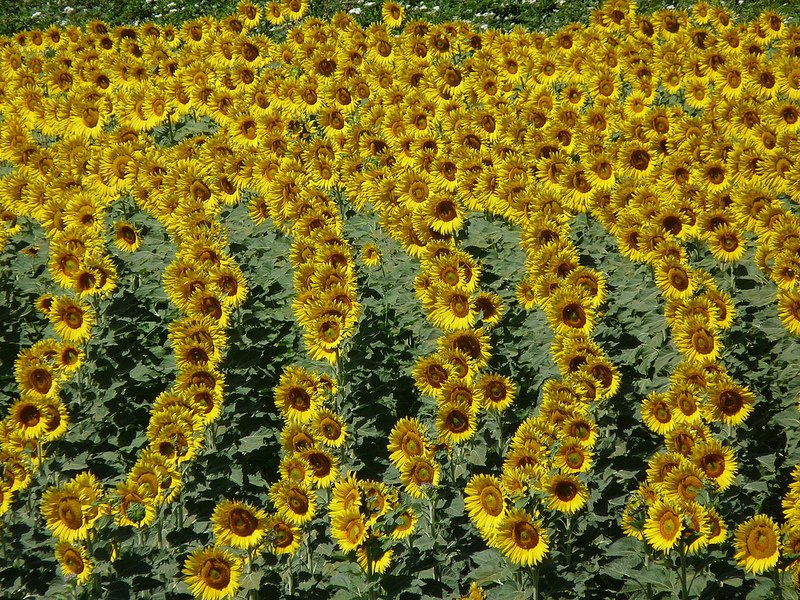 Sunflowers in Tuscany