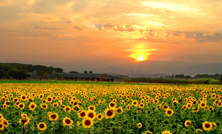 Sunflowers in Tuscany