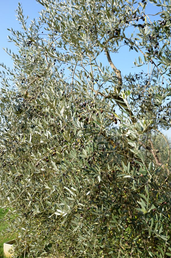 olive harvest tuscany
