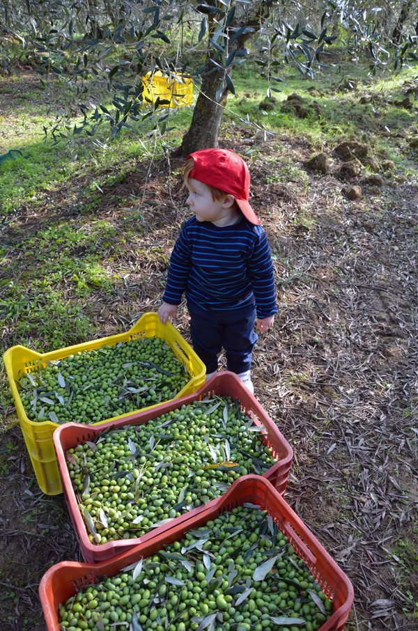 olive harvest tuscany