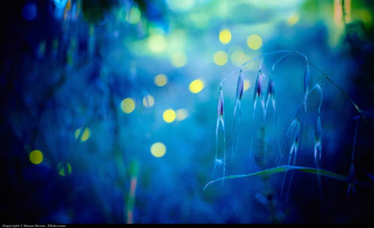 fireflies