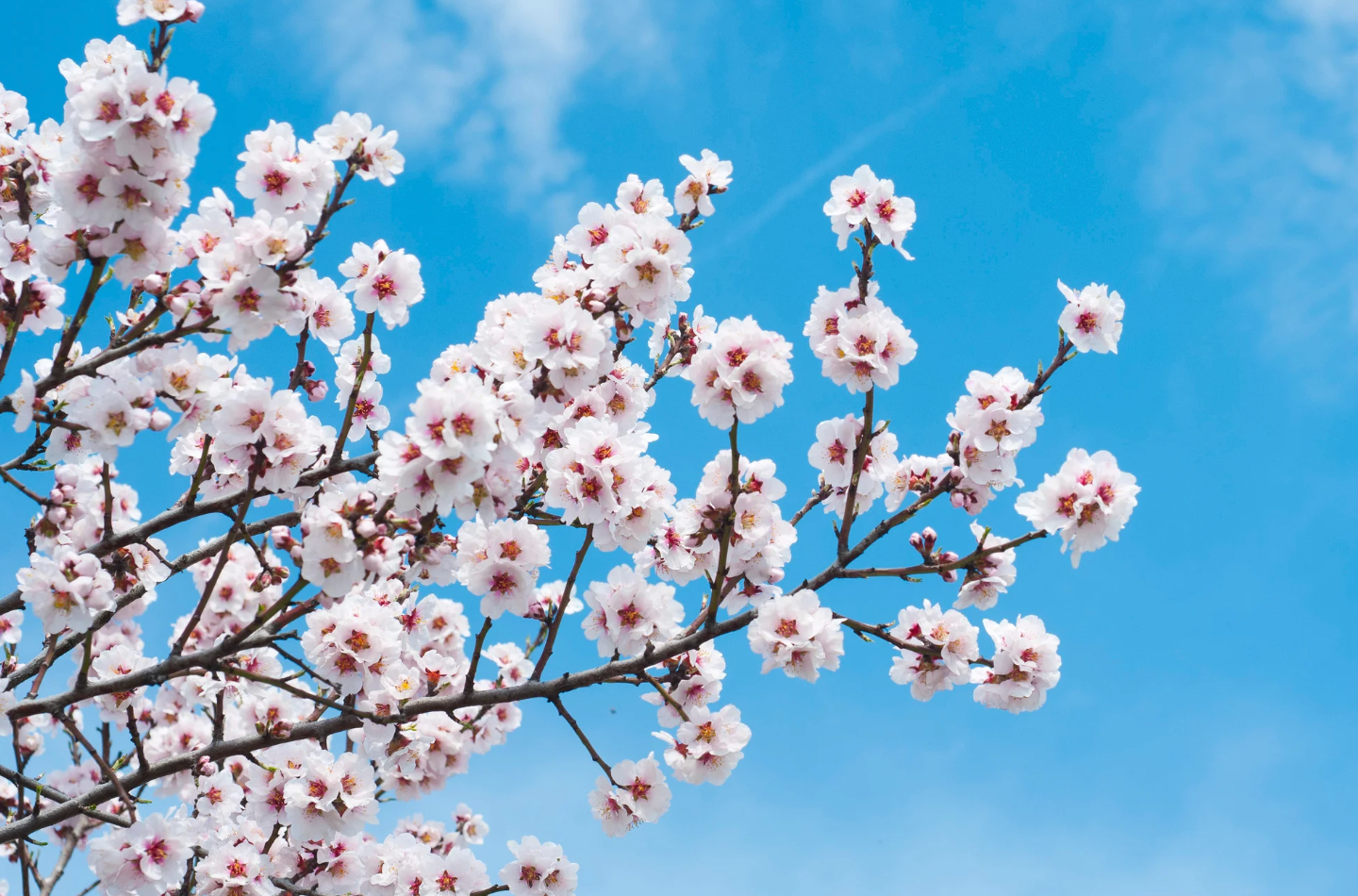 almond tree flowers